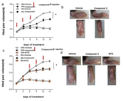 류마티스 관절염 생쥐 동물모델에서 compound X의 복강투여를 통한 예방 및 치료 효능 확인.