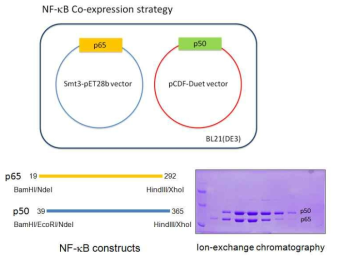 NFκB (p65/p50) 발현 및 정제