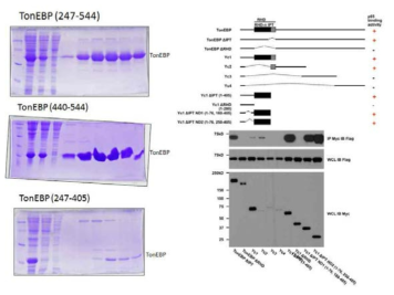 TonEBP 발현 및 정제