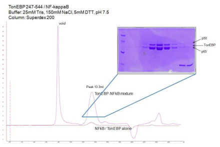 TonEBP와 NF-κB Gel-flitration elution profile