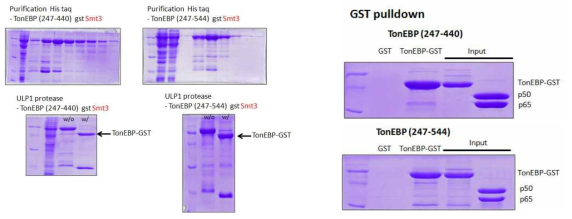 TonEBP와 NFκB 사이의 direct interaction 확인을 위한 GST pulldown 실험