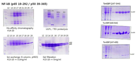 NF-κB와 TonEBP의 단백질 정제