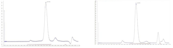 NF-κB와 TonEBP의 gel-filtration profile