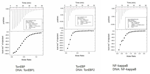 TonEBP / NF-κB와 DNA probe 사이의 결합세기 측정을 위한 ITC 결과 profile