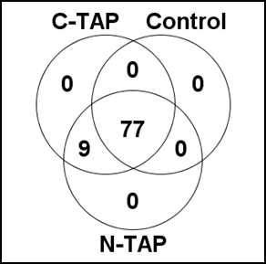 C-TAP Yc1 또는 N-TAP Yc1에 결합하는 단백질을 찾기 위한 질량분석법 결과