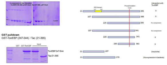 TonEBP와 Taz 단백질간의 direct interaction 실험