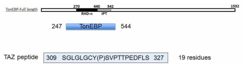 실험에 사용된 TonEBP와 Taz peptide 1차구조 모식도