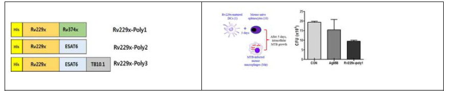 Rv2299c를 이용한 합성결핵단백의 in vitro 3차원모델 내의 항결핵효과