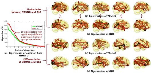 라플라시안 행렬의 연대 대각화를 통해 젊은 층과 노년층의 뇌 연결성의 모양 분석.