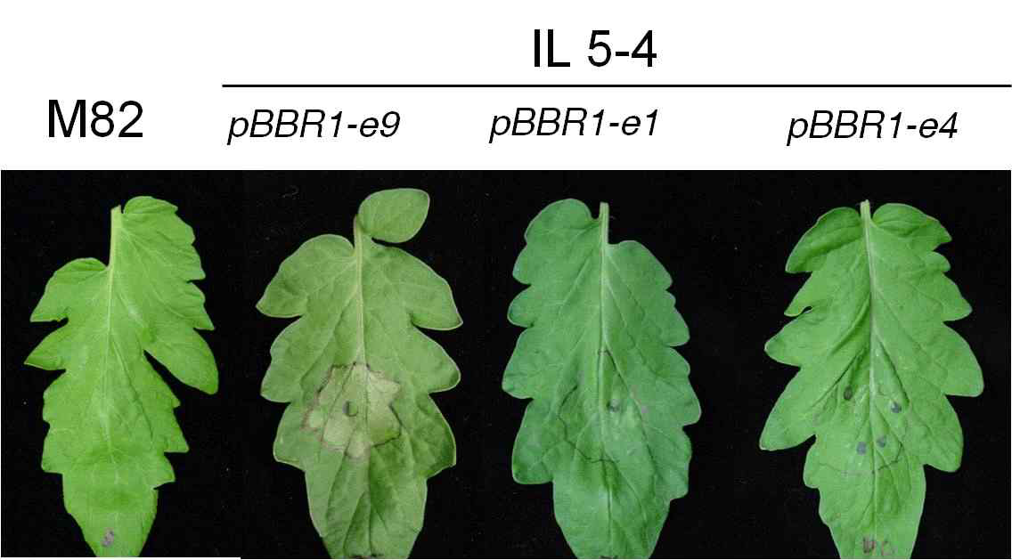 Effector9 show specific resistance to Chr 5-4 at high inoculum level