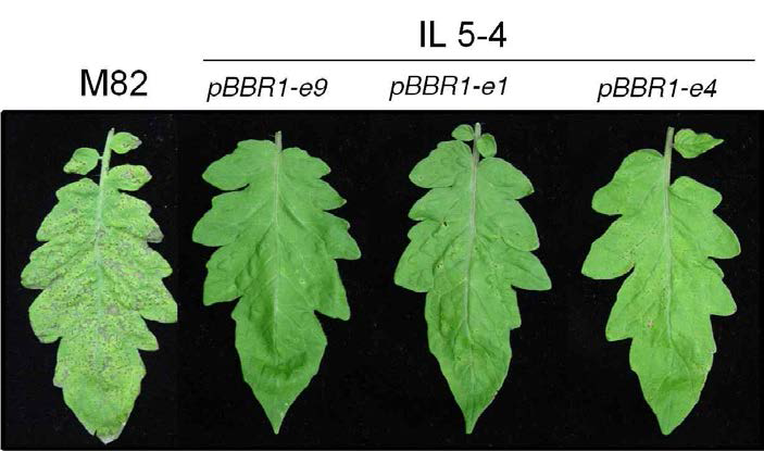 Effector 9 show no bacterial speck at low inoculum level