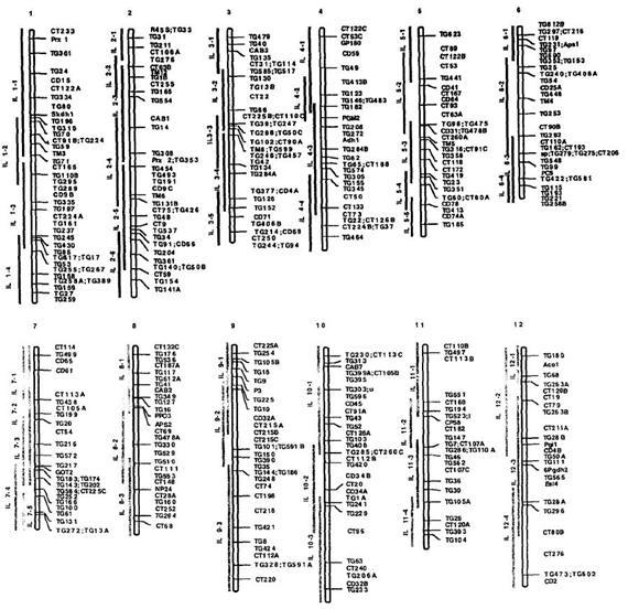 S. pennellii genomic DNA introgression line