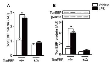 염증반응유도후, mouse의 brain에서 TonEBP의 양이 증가함.