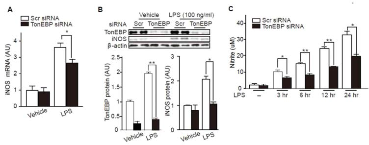 Mouse microglial cell line인 BV2에 TonEBP를 knockdown시킨 후, 염증반응을 유도하여 염증반응의 매개체인 iNOS와 NO의 합성을 확인함.
