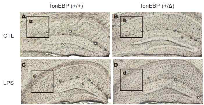 마우스의 hippocampus에서 염증반응 후, microglia의 활성화를 비교함.