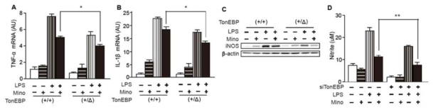 TonEBP가 knockdown된 BV2 cell에 염증반응 유도 후, 사이토카인의 발현을 확인. Microglia의 활성을 억제 시키는 minocyclin을 처리한 후, iNOS와 NO의 합성을 확인함.