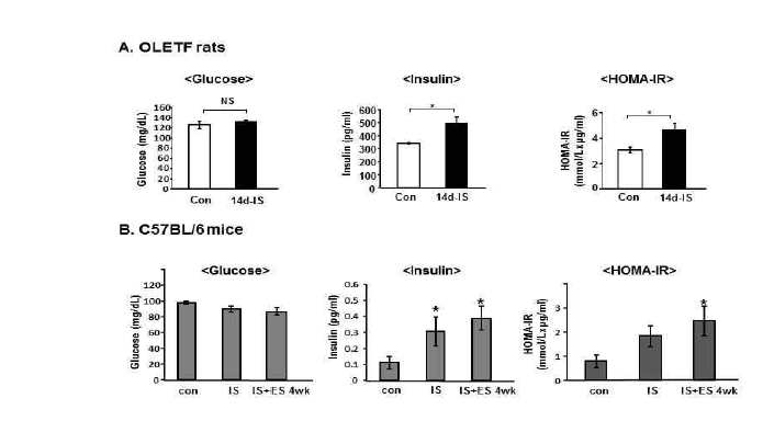 스트레스 동물모델, OLETF rat (A)와 C57BBL/6 mice에서 혈당, 인슐린, HOMA-IR 분석.