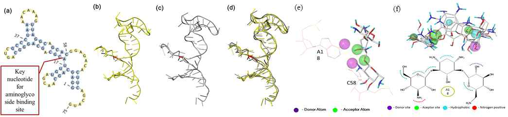(a)2D structure (b)3D structure of aminoglycoside riboswitch predicted by RNAcomposer (yellow ribbon) (c) Optimzed 3D structure after MD using AMBER10 (grey ribbon) (d) overlay (b) and (c) (red ribbon :A18) (e)(f) Created pharmacophore model of complex structure the positive compounds kanamycin B, tobramycin and sisomycin by using GALAHAD.