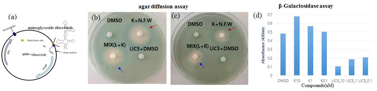 (a)Recombinant plasmid (b) Induction of reporter gene expression, agar diffusion assay of cells transformed with plasmid pGEX-riboswitch gro wn with 0.5mM IPTG, 160 μg/ml X-gal in the presence of the drugs. Each filter disc was spotted with 3μL of DMAO (for control), 50mM Kanam ycin(K), 50mM LIC5(L) (c) 5mM Kanamycin(K), 5mM LIC5(L) (K+N.F.W : Kanamycin 3ul + N.F.W 3ul, MIX(L+G) :LIC5_3ul+ Kanamycin 3ul, LIC_5 + DMSO:LIC5 3ul + DMSO 3ul) (d) β-Galactosidase assay of cells transformed with plasmid pGEX-riboswitch on titration of Kanamycin(K), LIC5(L).