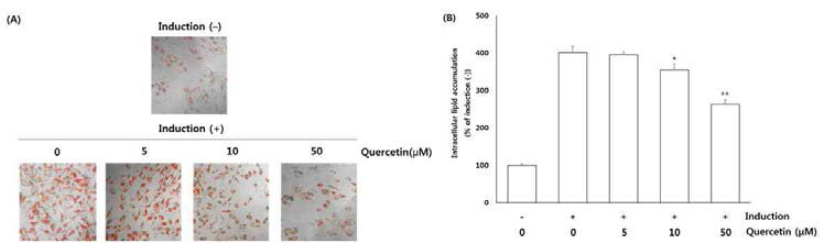 Effects of quercetin on intracellular lipid accumulation in OP9 cells.