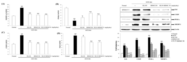 Effects on hepatic lipid accumulation in mRNA and protein expression.