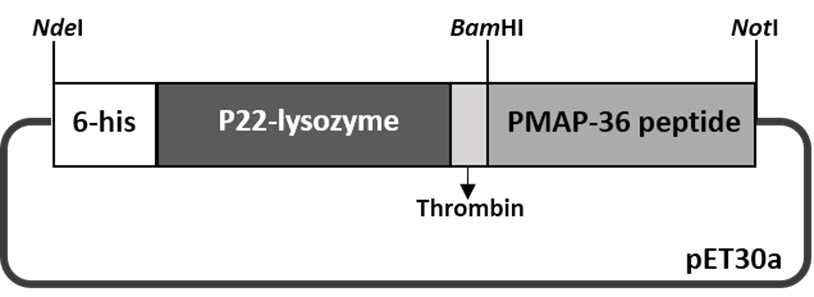 pET30a-P22 lysozyme-PMAP36 구성도