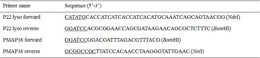 재조합 P22 lysozyme-PMAP36 융복합 단백질 클로닝을 위해 사용된 프라이머