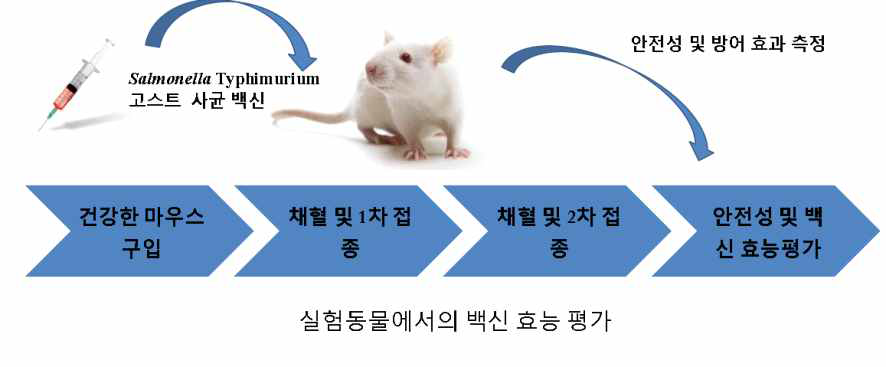 실험동물에서의 Salmonella Typhimurium 고스 백신의 실험 개요