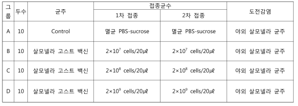 마우스에서의 Salmonella Typhimurium 고스트 백신 효능 평가 실험 개요