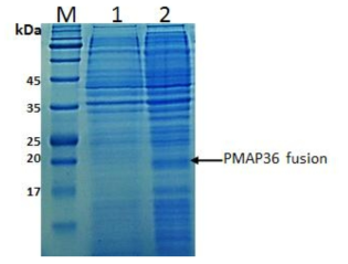 15% SDS-PAGE를 이용한 P22 lysozyme-PMAP36 융합 단백질 발현 확인