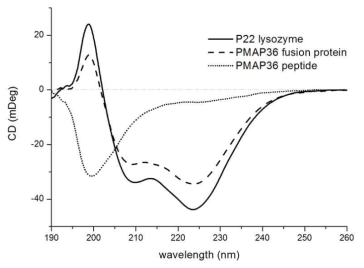 P22 lysozyme, PMAP36 펩타이드 그리고 P22 lysozyme-PMAP36 융합 단백질의 이차 구조 확인을 위한 Circular dichroism (CD) spectroscopy.
