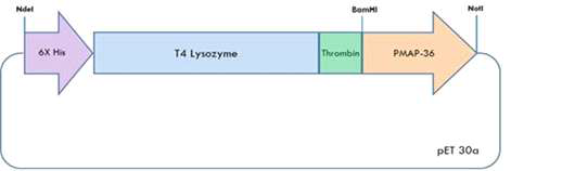 T4 파지 라이소자임 유전자와 트롬빈 인식서열 그리고 PMAP-36 유전자가 삽입된 벡터