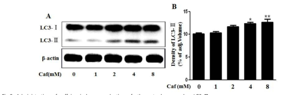 Administration of caffeine induces production of the autophagy marker, LC3-Ⅱ.