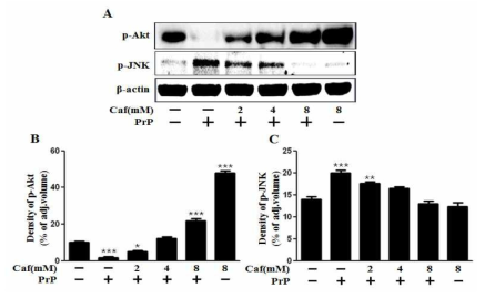 caffeine mediates survival and death signals.