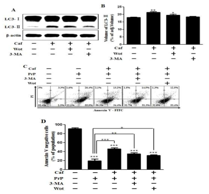 Administration of caffeine inhibits PrP (106-126)-induced apoptosis by activating autophagy.