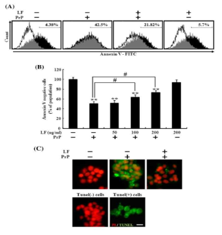 Lactoferrin protected neuronal cells from PrP (106.126)-induced cell death.