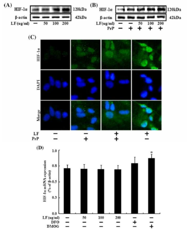 Lactoferrin promotes stabilization of hypoxia-inducible factor (HIF)-1a in normoxia.