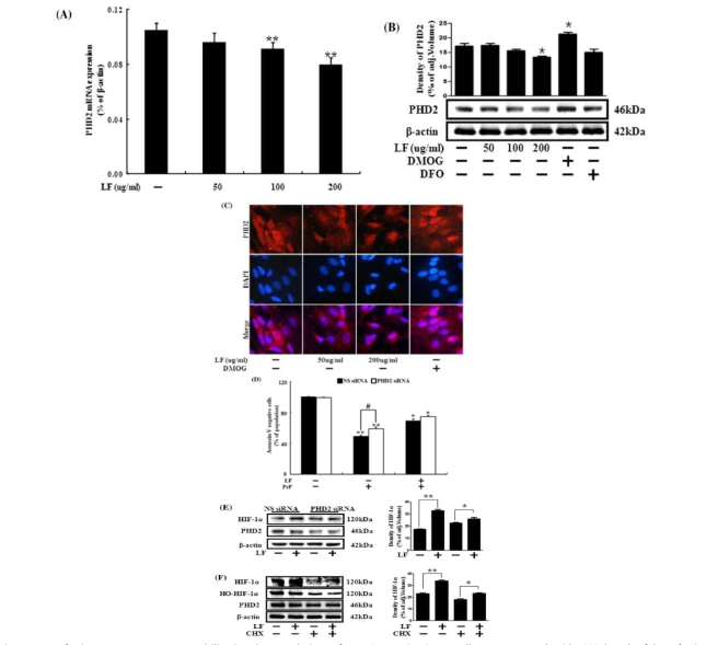 Lactoferrin promotes HIF-1a stabilization by regulation of PHD2.