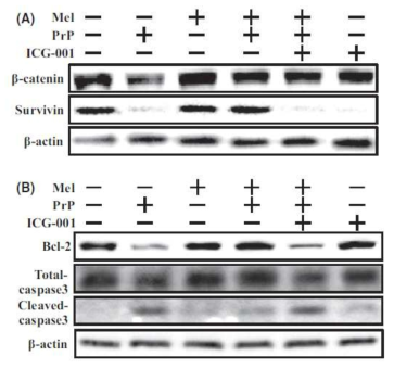 Melatonin inhibits PrP (106–126)-induced apoptotic signals through activation of b-catenin signals. A–B, SH-SY5Y cells were pretreated with 2 lM of melatonin for 12 hr after then exposed to 50 lM of PrP (106–126) for 24 hr with or without b-catenin inhibitor (50 lM ICG-001) for 24 hr.