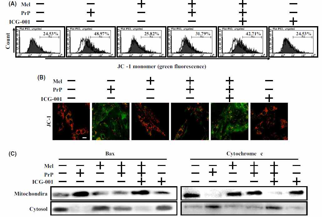 Melatonin protects neuron cells against PrP (106–126)-induced mitochondrial damage via regulation of b-catenin signals.