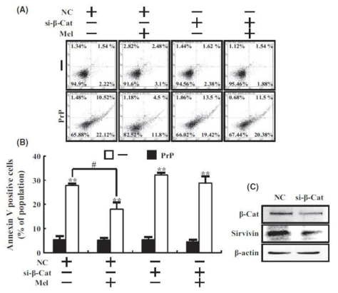 b-Catenin knockdown inhibited the melatonin-mediated neuroprotective effect against PrP (106–126) treatment.