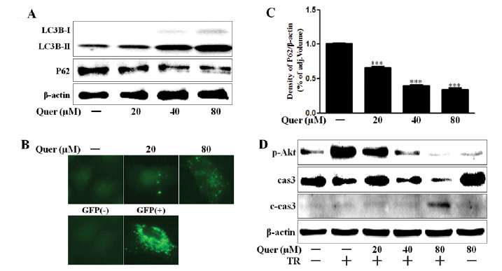 Quercetin treatment induces autophagy flux and apoptosis.