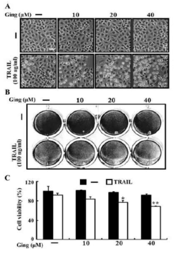 Gingerol enhanced TRAIL-induced apoptosis in A549 cells.