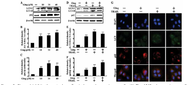 Gingerol inhibits the autophagy flux in lung adenocarcinoma cells.