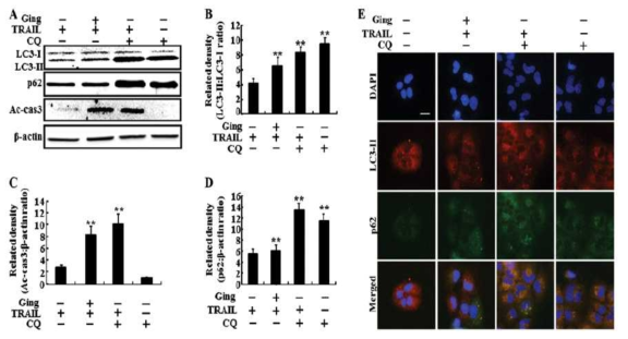 Gingerol mediates enhancement of the TRAIL-induced apoptotic pathway by inhibiting the autophagy flux.