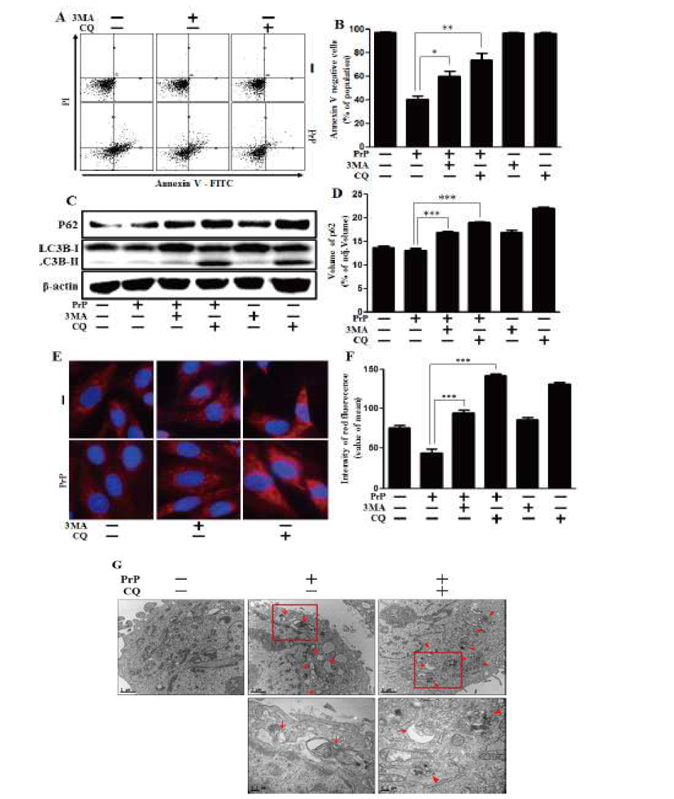 Autophagy inhibition alleviated PrP (106-126)-induced cytotoxicity.