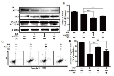 Inhibition of ATG5 gene expression alleviated PrP (106-126)-induced cytotoxicity.