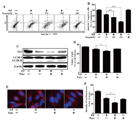 Rapamycin enhanced PrP (106-126)-induced Autophagy and cytotoxicity.