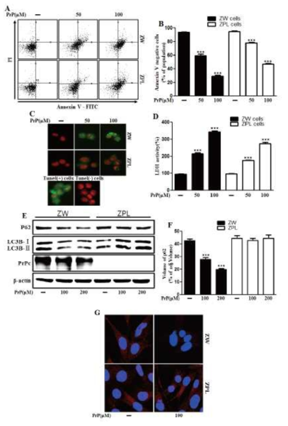 Autophagy and neurotoxicity by PrP (106-126) treatment was inhibited in PrnP deficient cells.