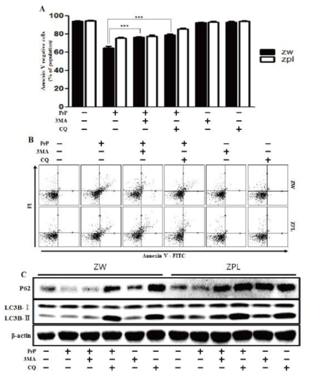 Autophagy flux induced by PrP (106-126) resulted in more neurotoxicity in ZW 13-2 cells.